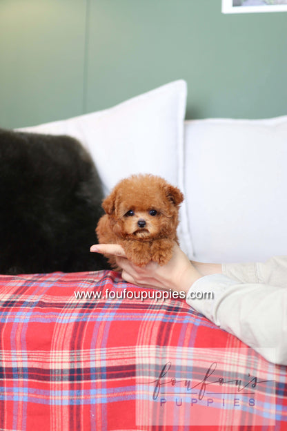 Rosie - Poodle F.