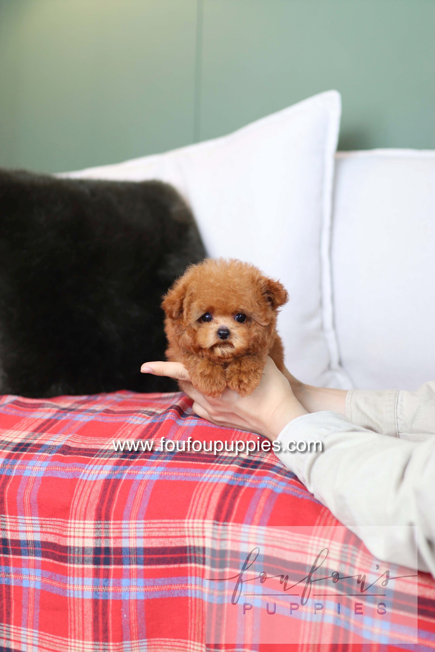 Rosie - Poodle F.