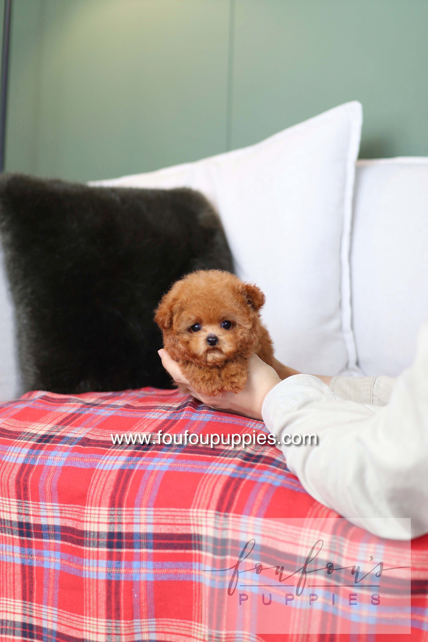 Rosie - Poodle F.
