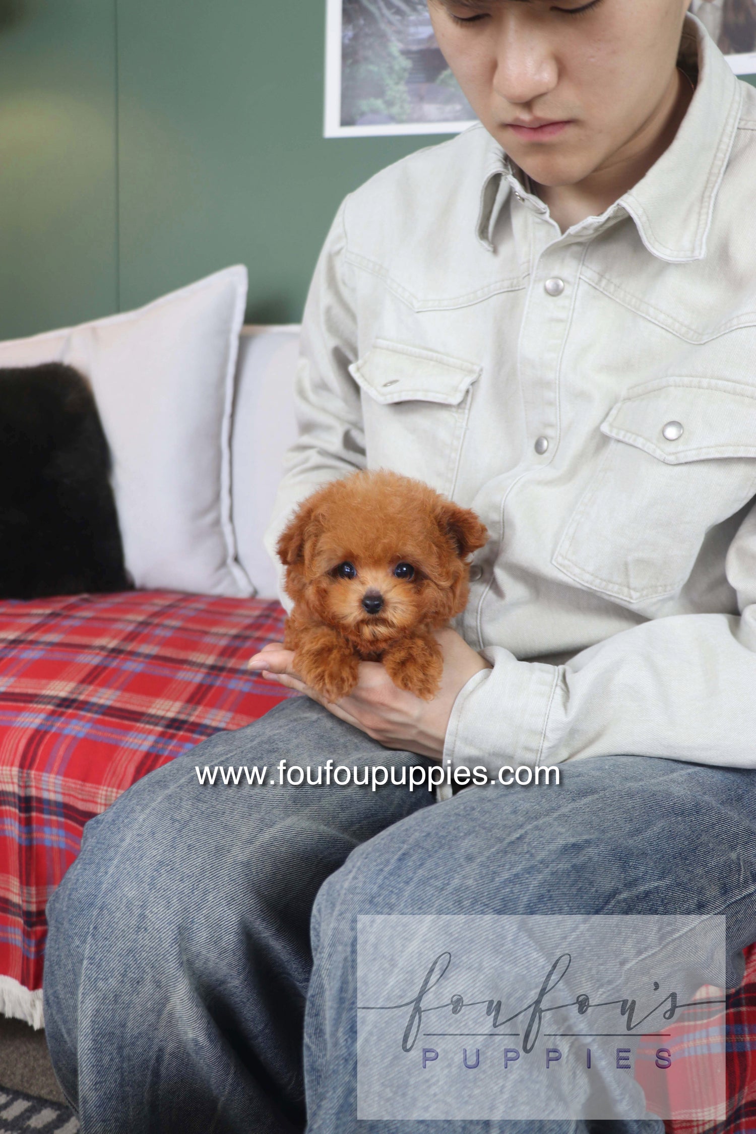 Rosie - Poodle F.