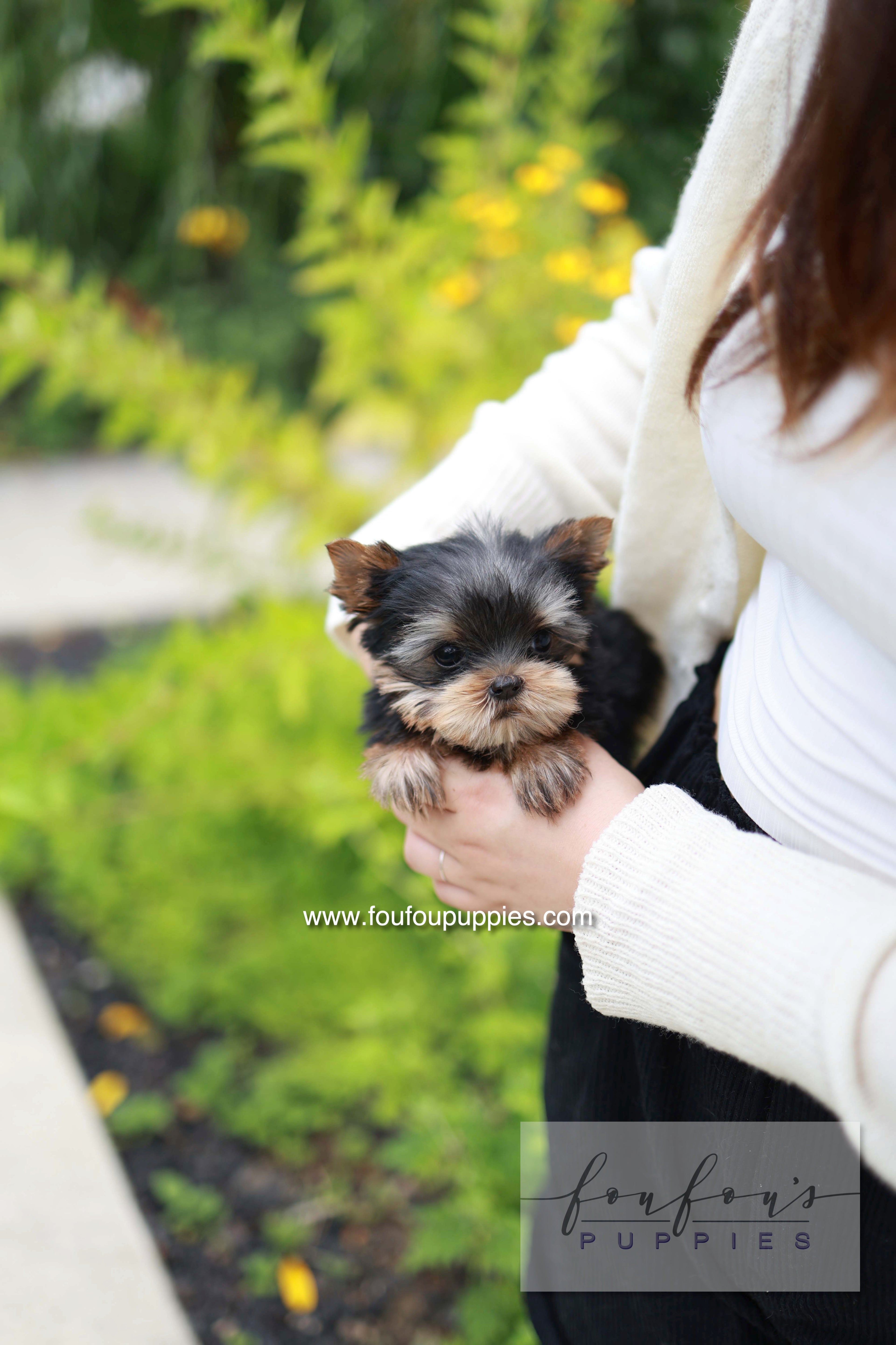 Skye - Yorshire Terrier F.