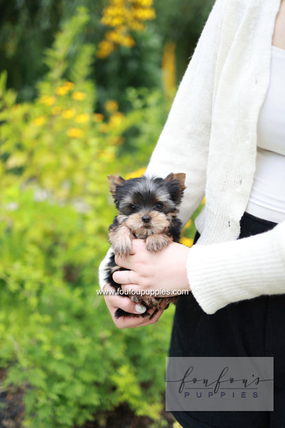 Skye - Yorshire Terrier F.