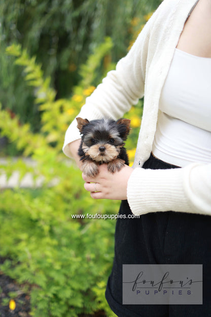 Skye - Yorshire Terrier F.