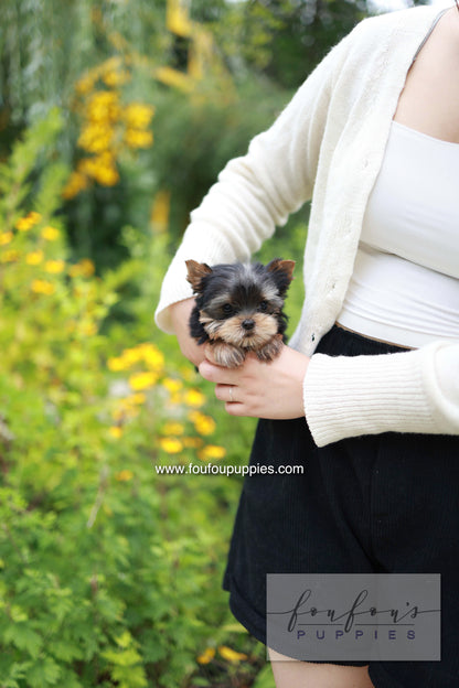 Skye - Yorshire Terrier F.