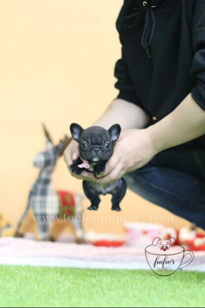Duke-French Bulldog M.