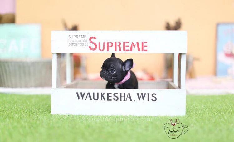 Mini French Bulldog or Teacup Frenchie