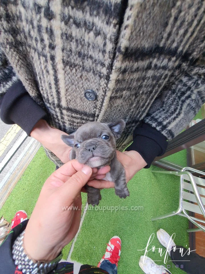 Noah - French Bulldog