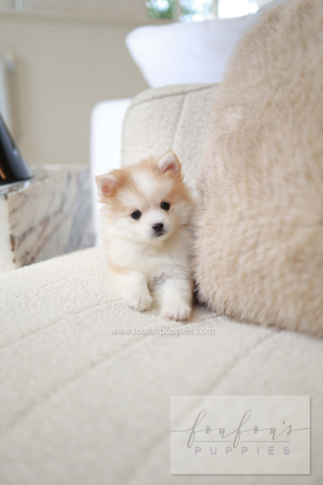 Baku - Pomsky M.