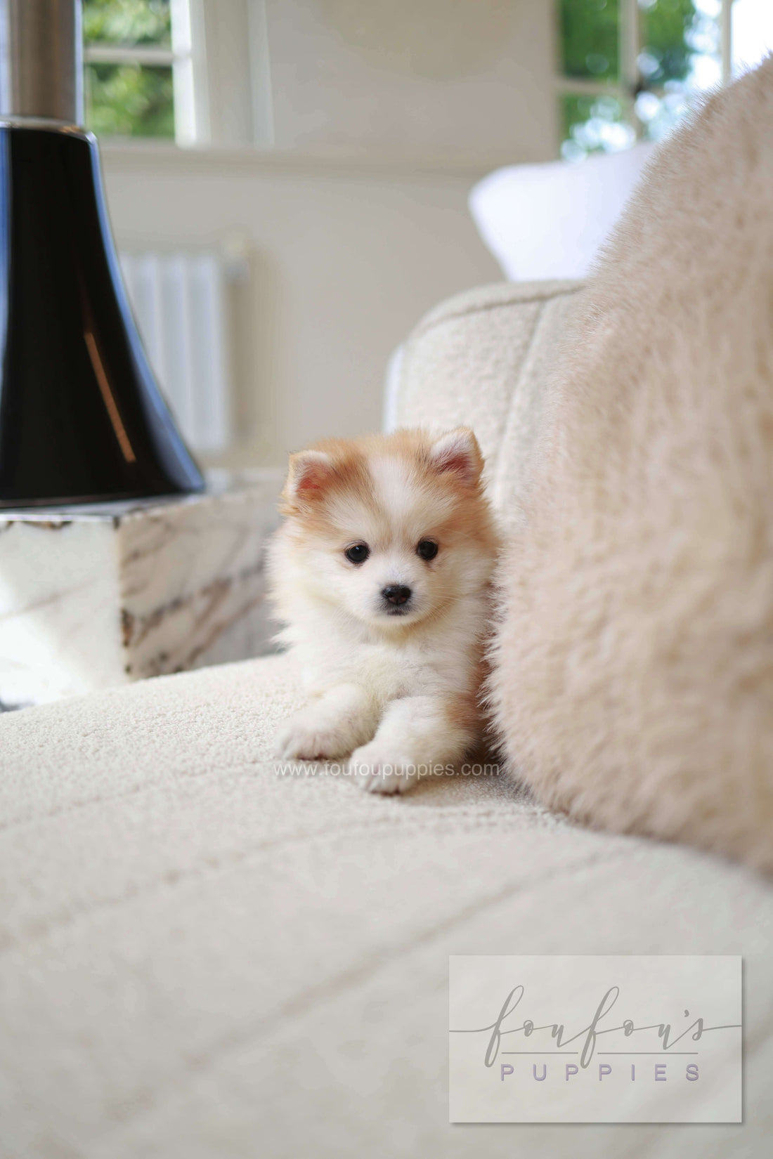 Baku - Pomsky M.