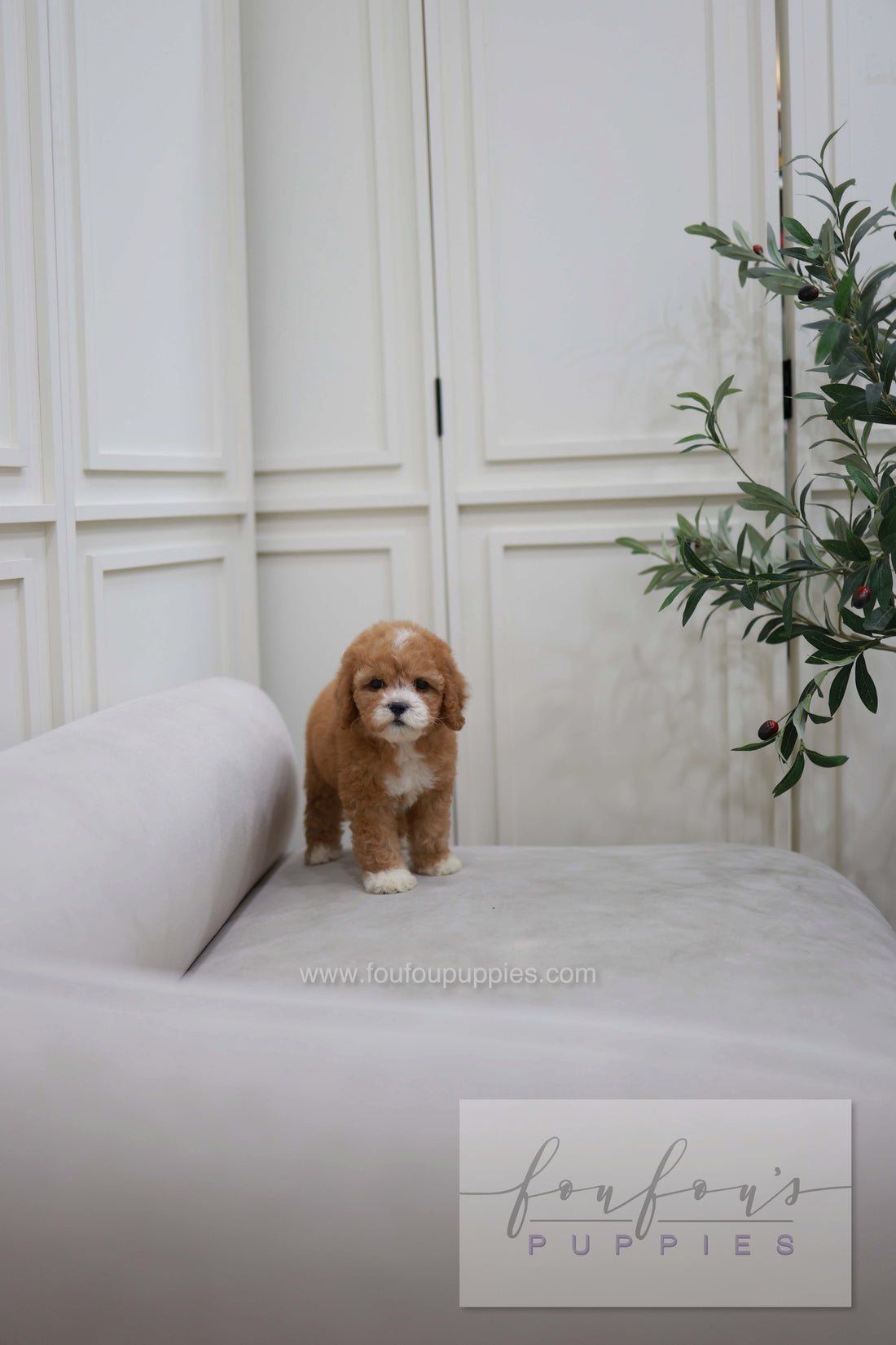 Cali - Golden Doodle F.