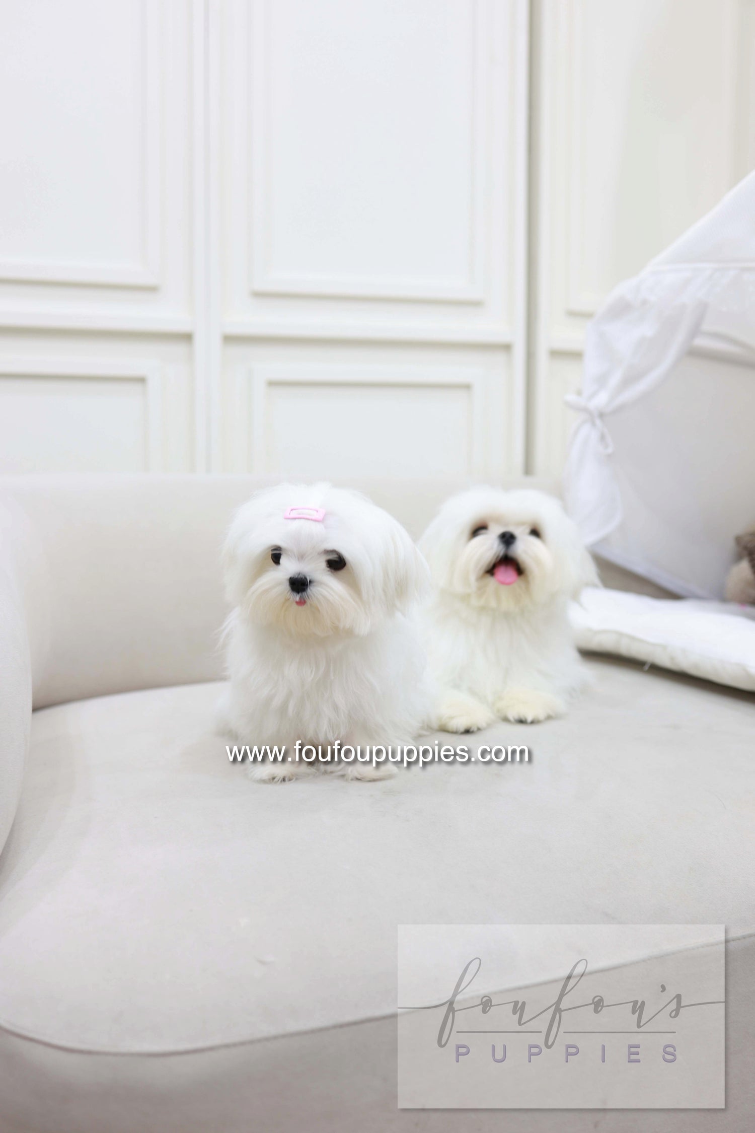Kiki - Maltese F.
