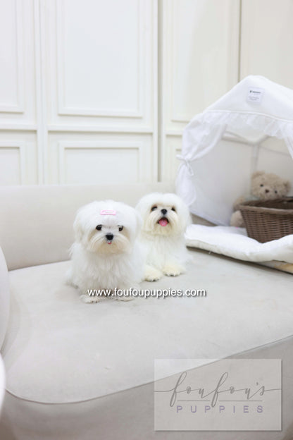 Winnie - Maltese F.