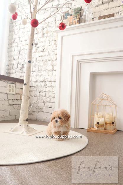 Mochi - Maltipoo F.