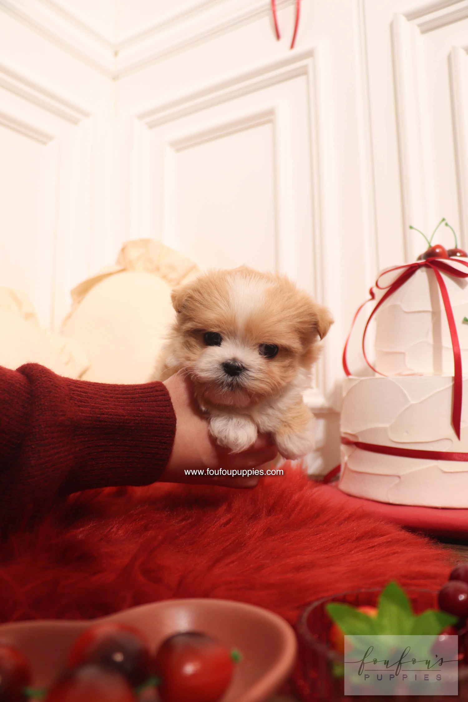 Mochi - Maltipoo F. RESERVED