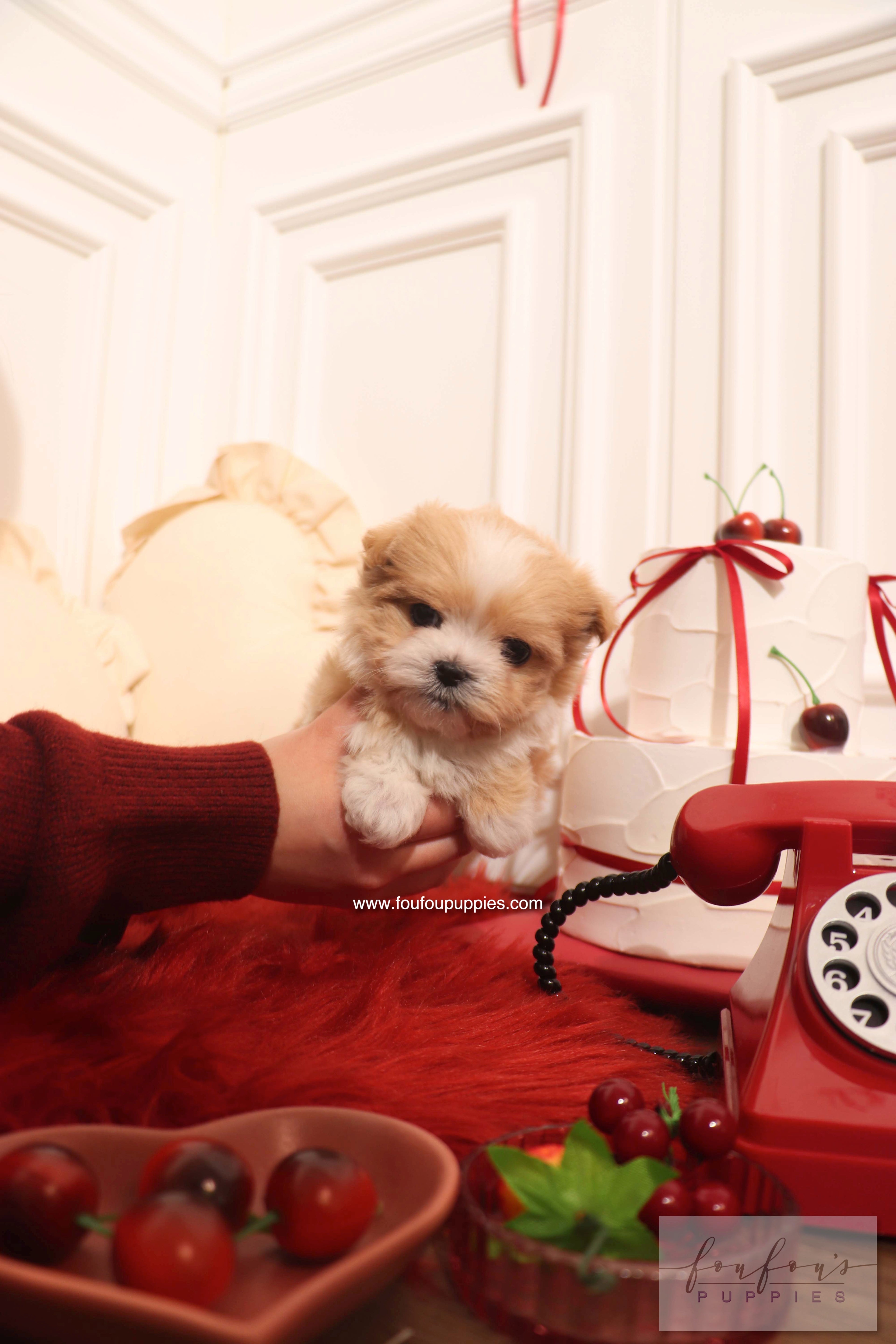 Mochi - Maltipoo F. RESERVED