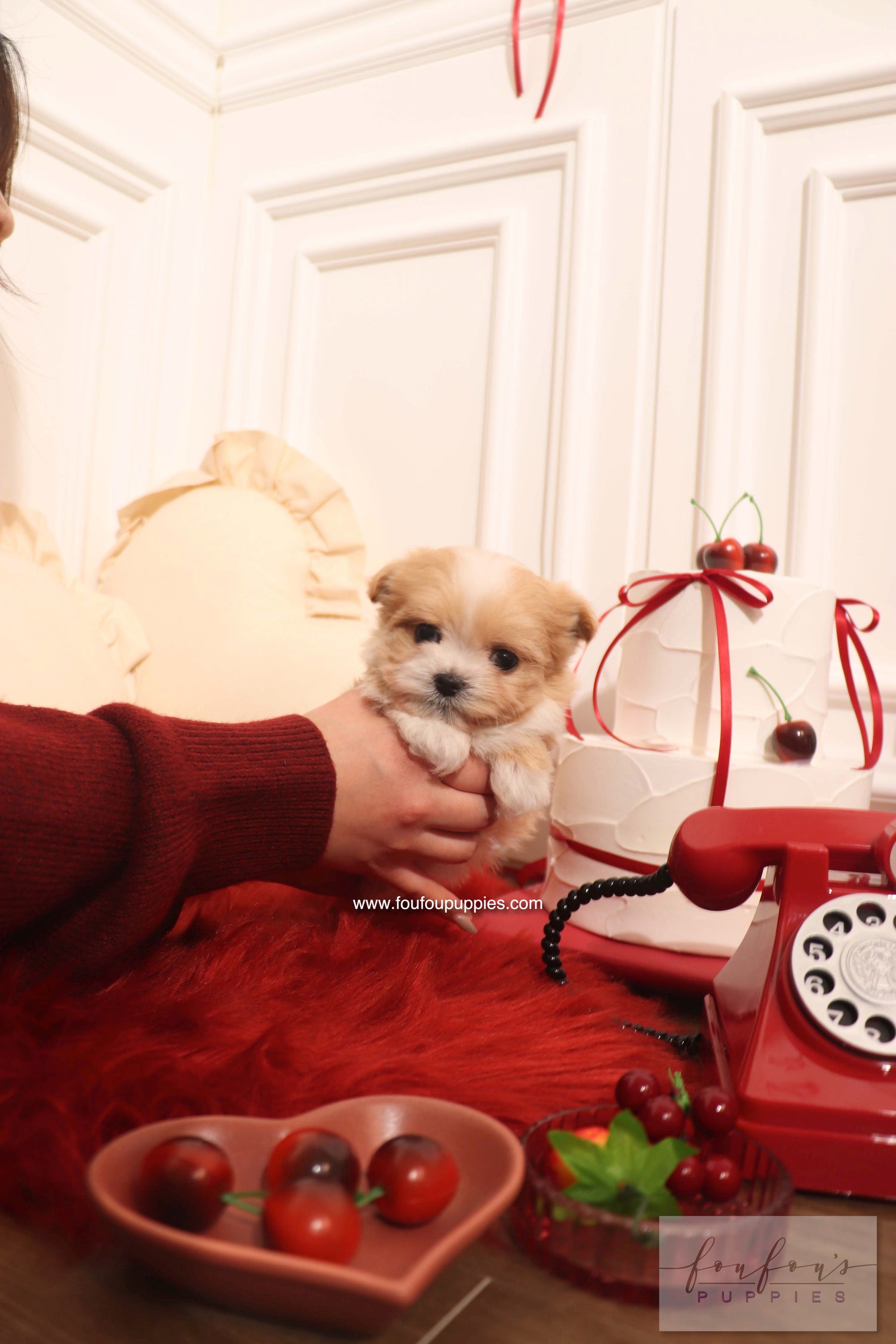 Mochi - Maltipoo F. RESERVED