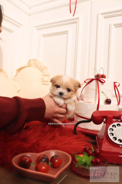 Mochi - Maltipoo F. RESERVED