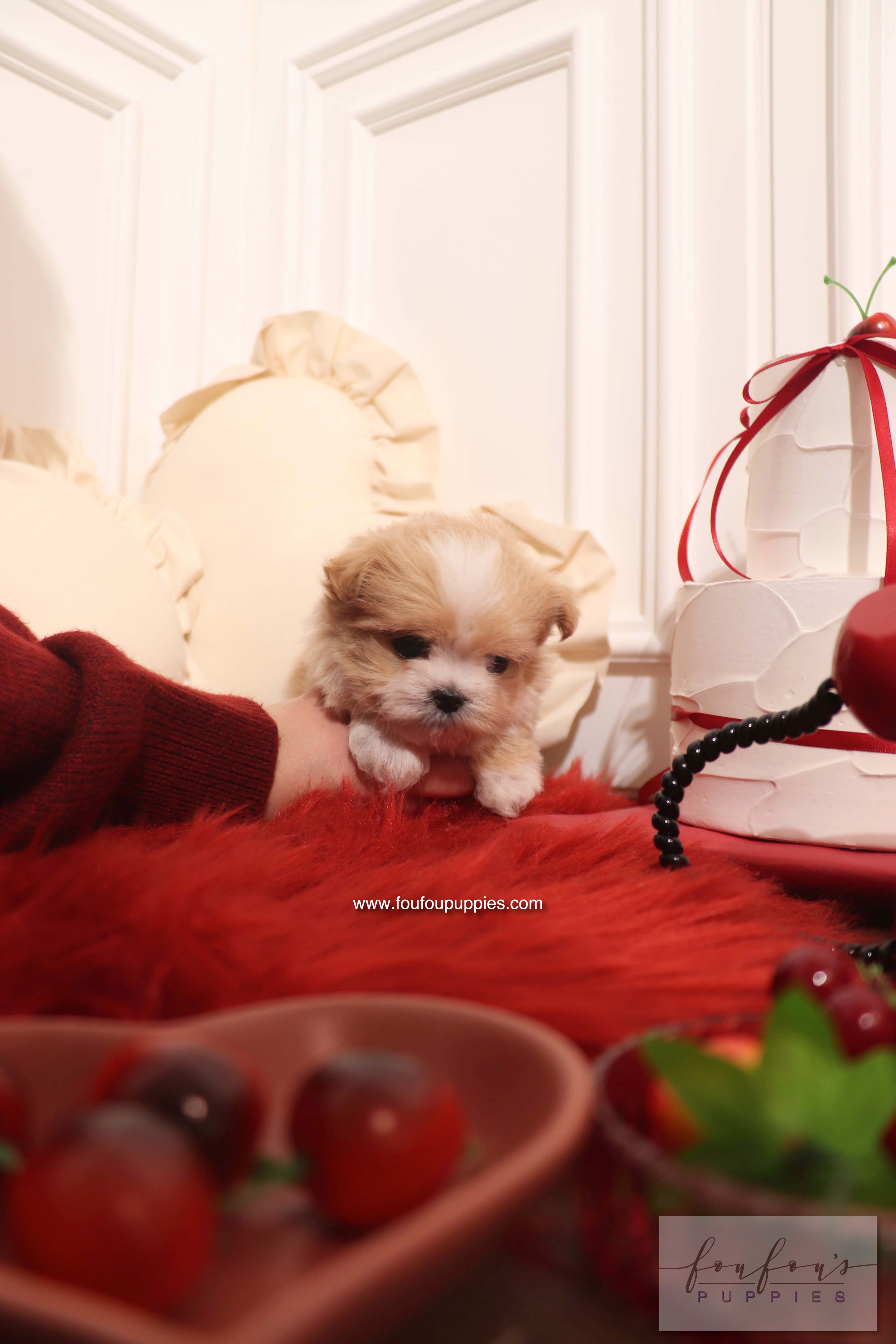 Mochi - Maltipoo F. RESERVED