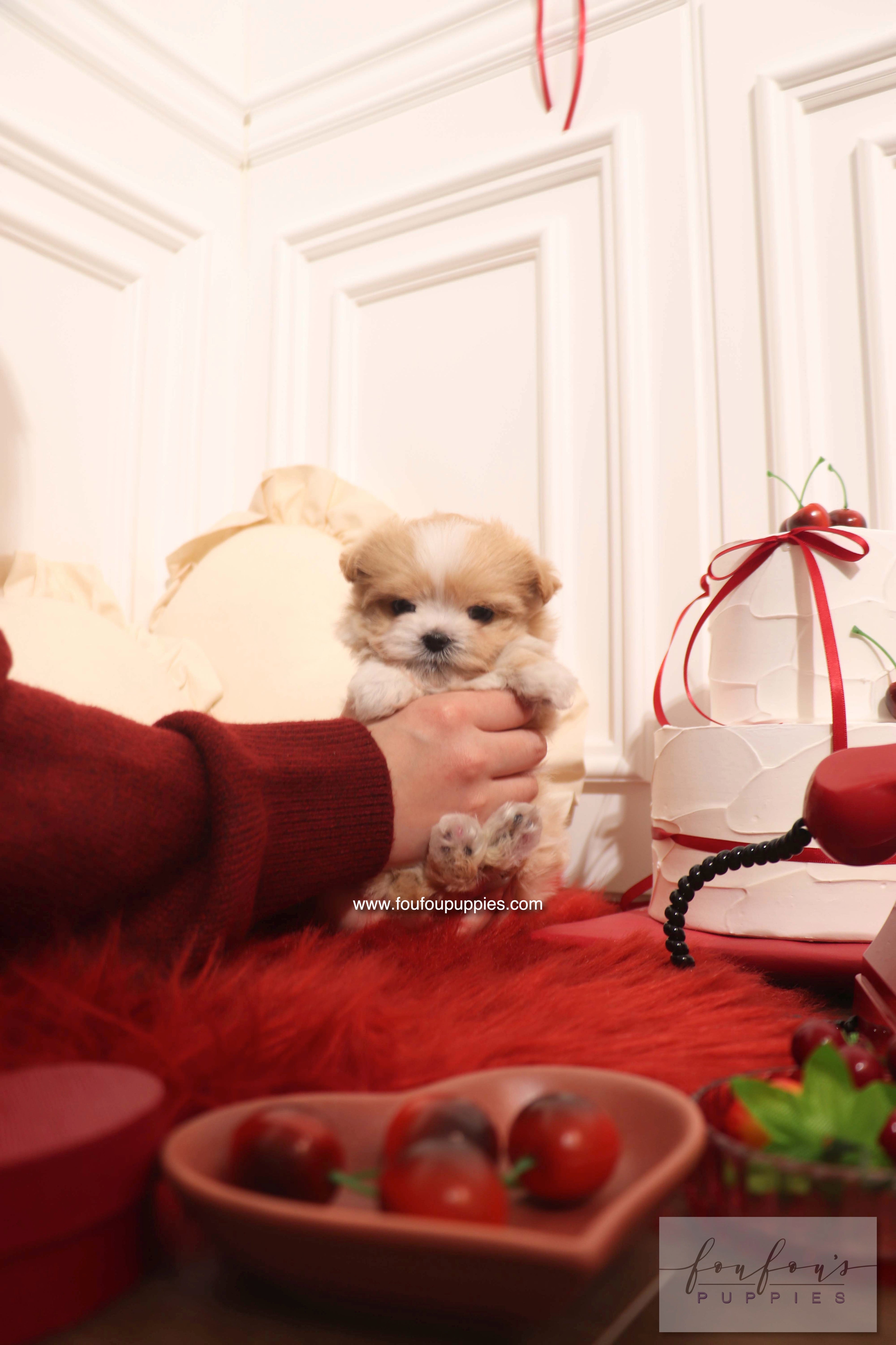 Person holding a small dog with festive decorations and a heart-shaped bowl in the foreground.