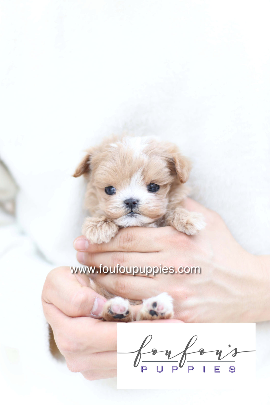 Bruno - Maltipoo M.