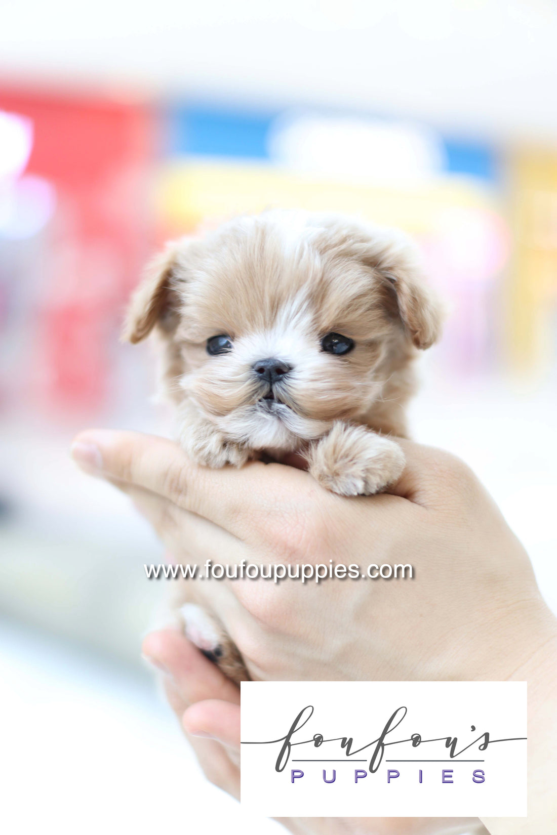 Bruno - Maltipoo M.