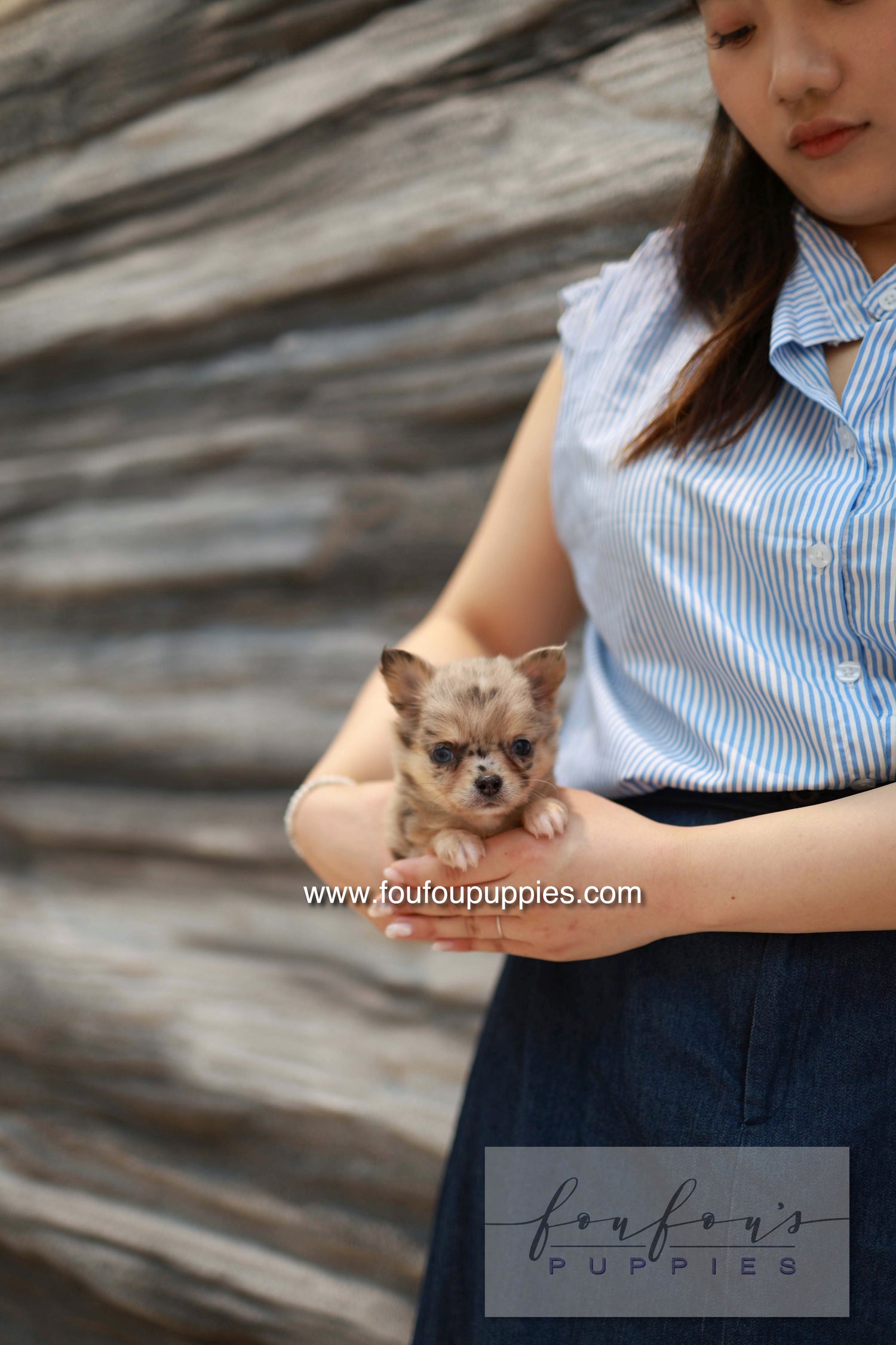 Mochi - Chihuahua F.