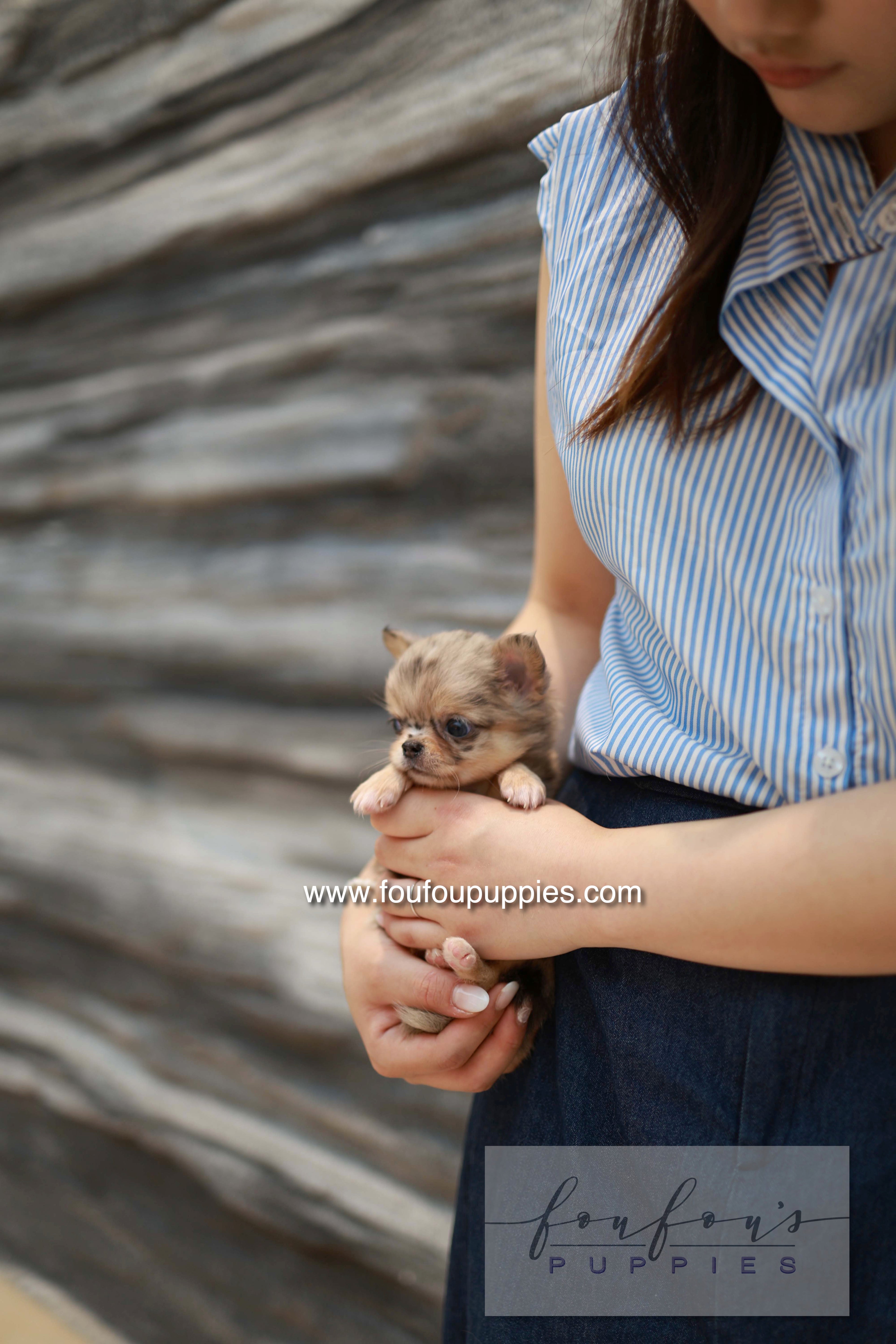 Mochi - Chihuahua F.