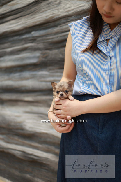 Mochi - Chihuahua F.