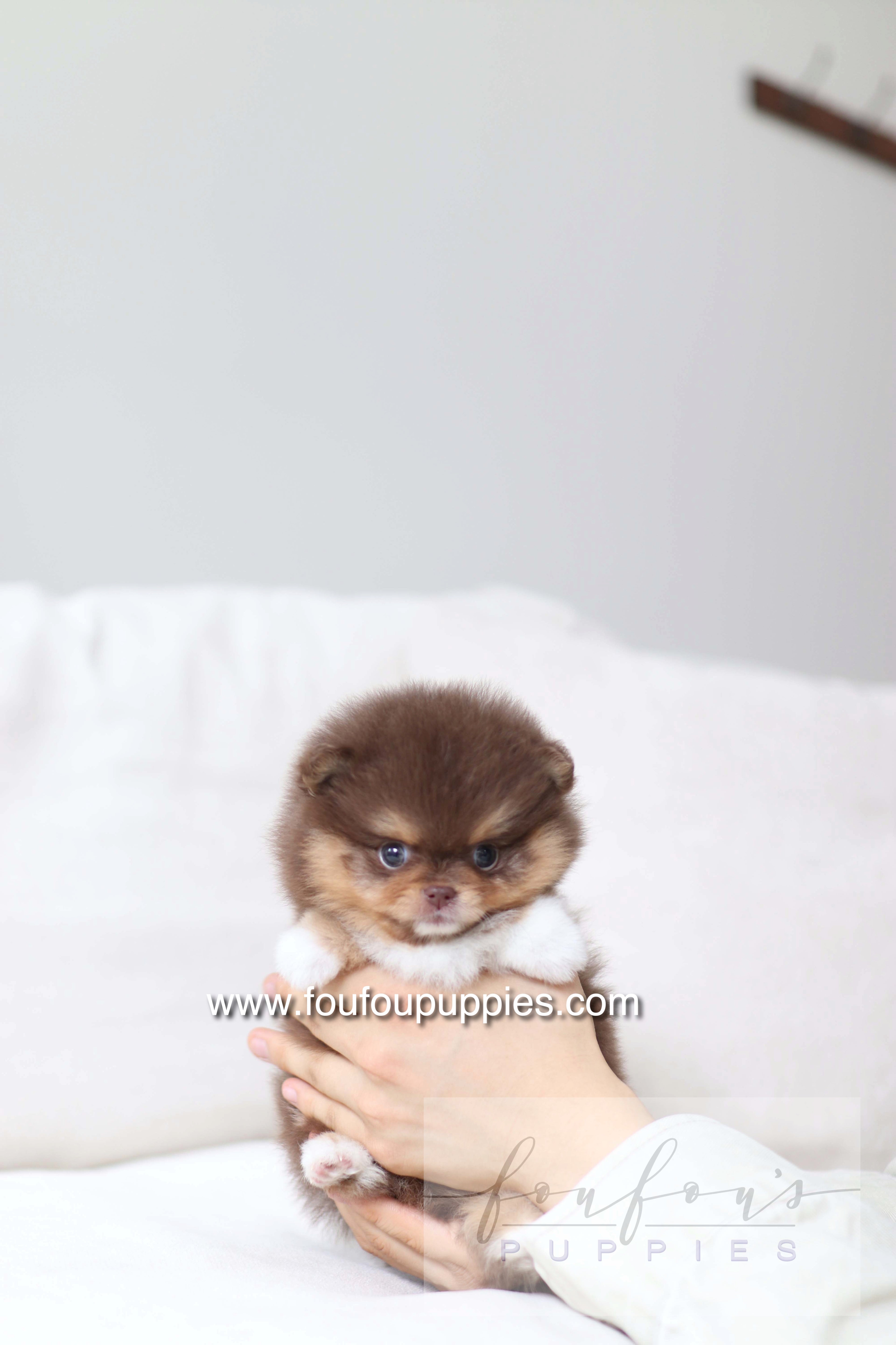 Aurore - Pomeranian F.