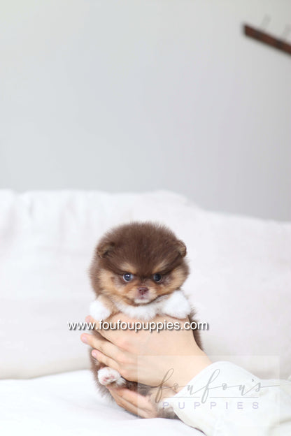 Aurore - Pomeranian F.