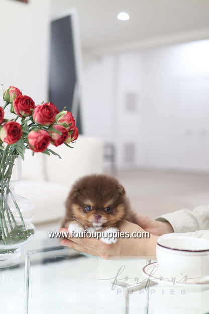Aurore - Pomeranian F.