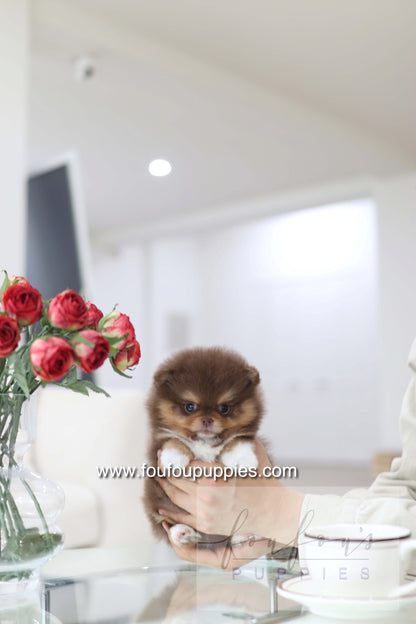 Aurore - Pomeranian F.