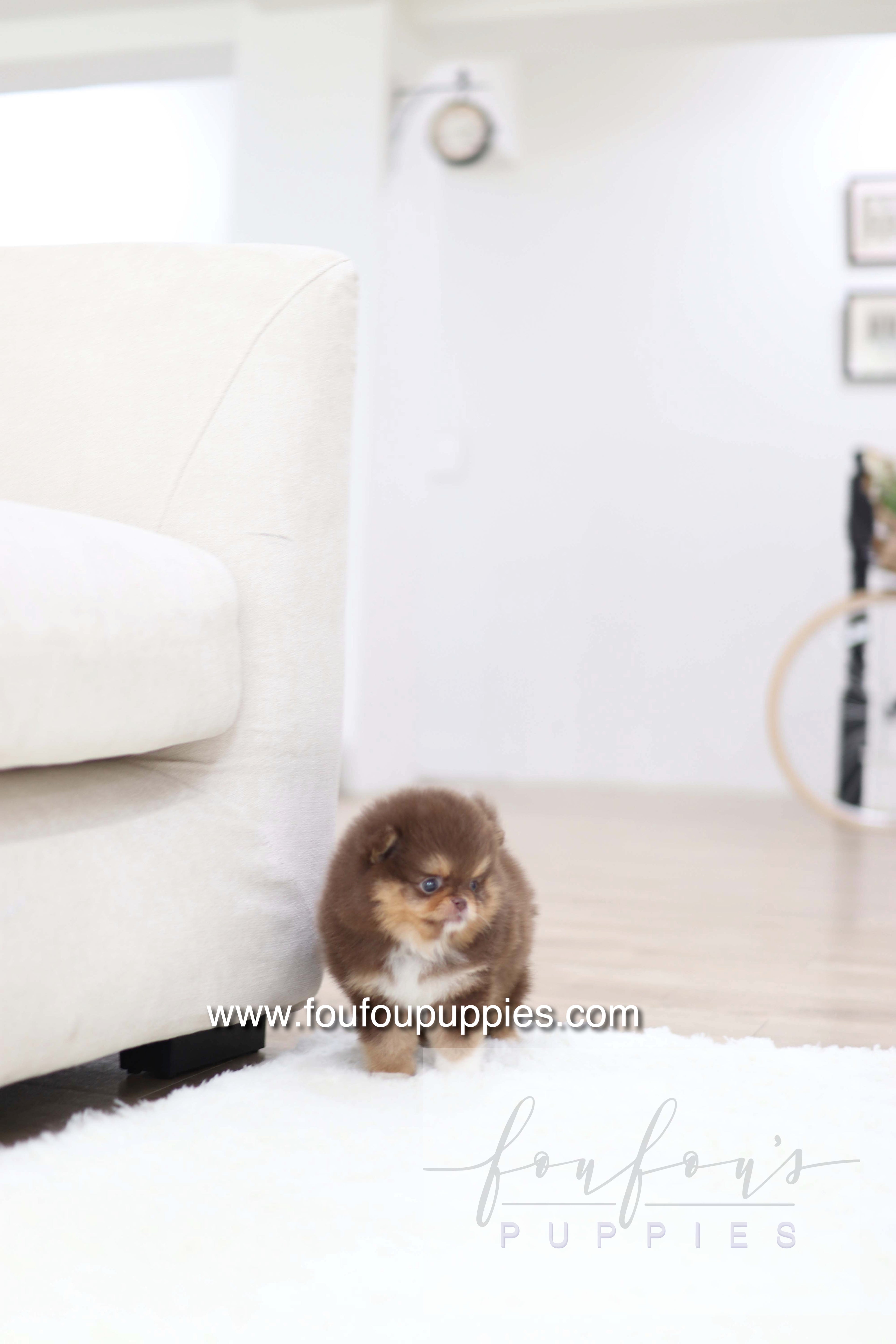 Aurore - Pomeranian F.