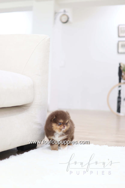 Aurore - Pomeranian F.
