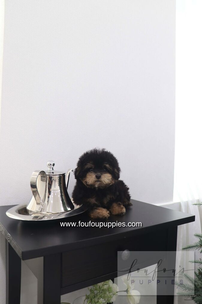 Bubbles - Poodle M.