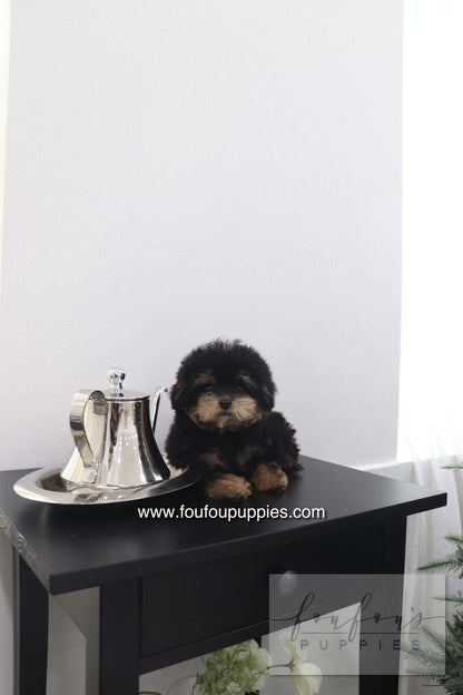 Bubbles - Poodle M.