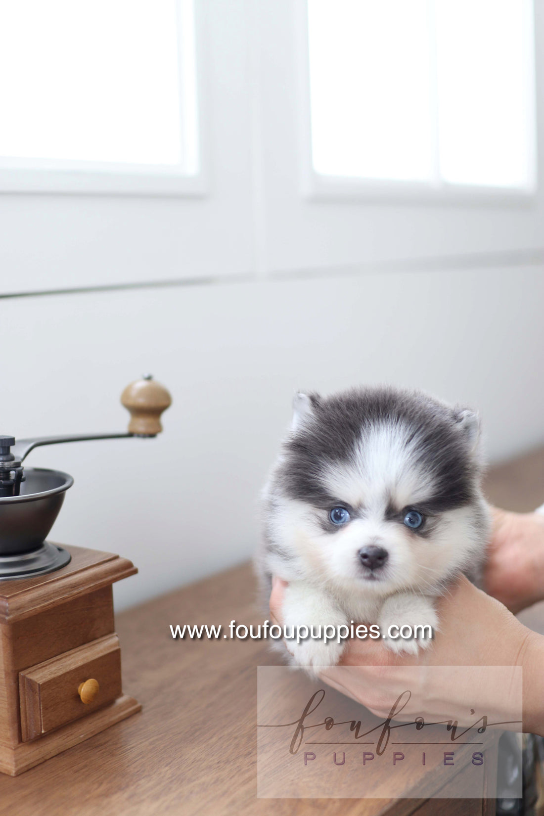 Bear - Pomsky M.