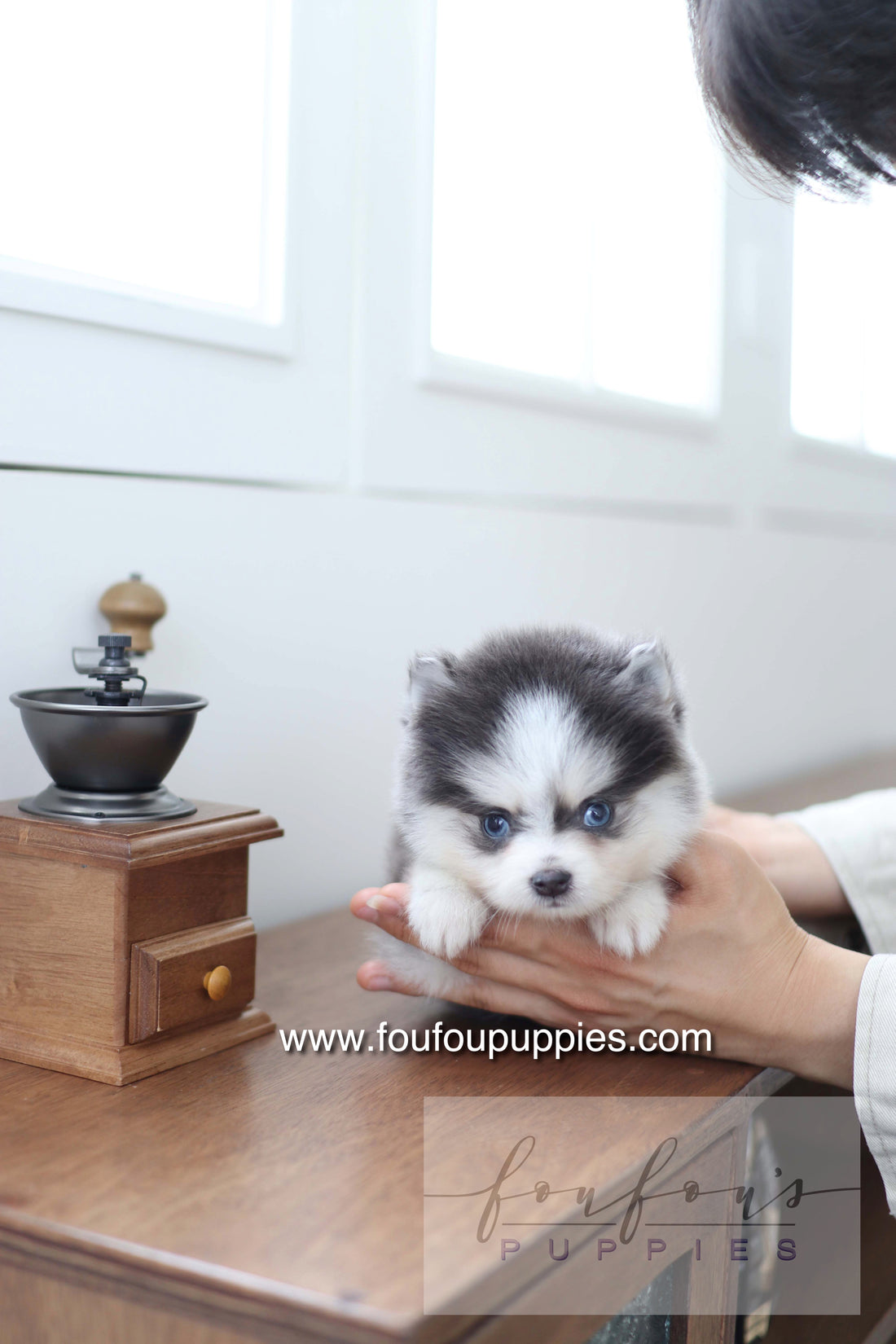 Bear - Pomsky M.