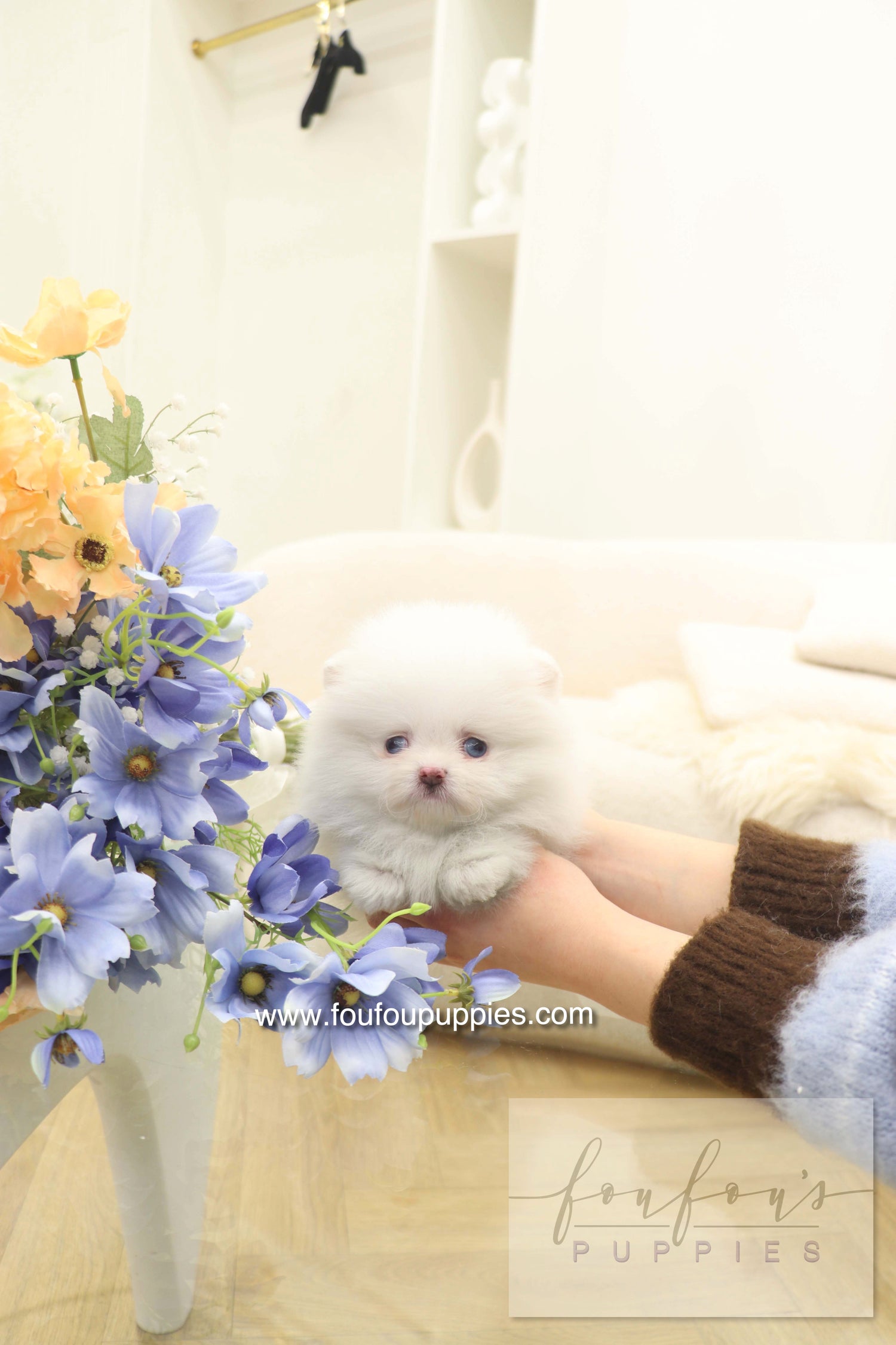 Azul - Pomeranian F.