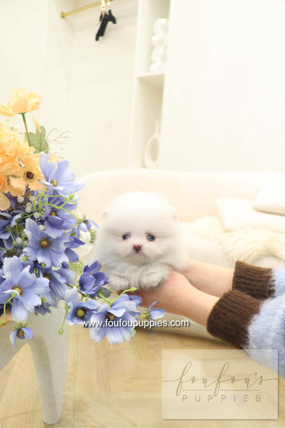 Azul - Pomeranian F.