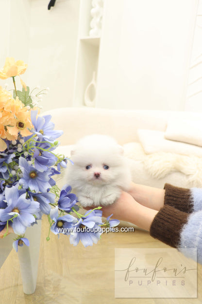 Azul - Pomeranian F.