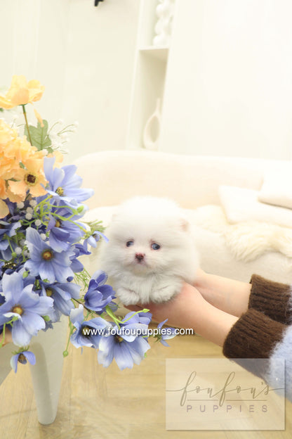 Azul - Pomeranian F.