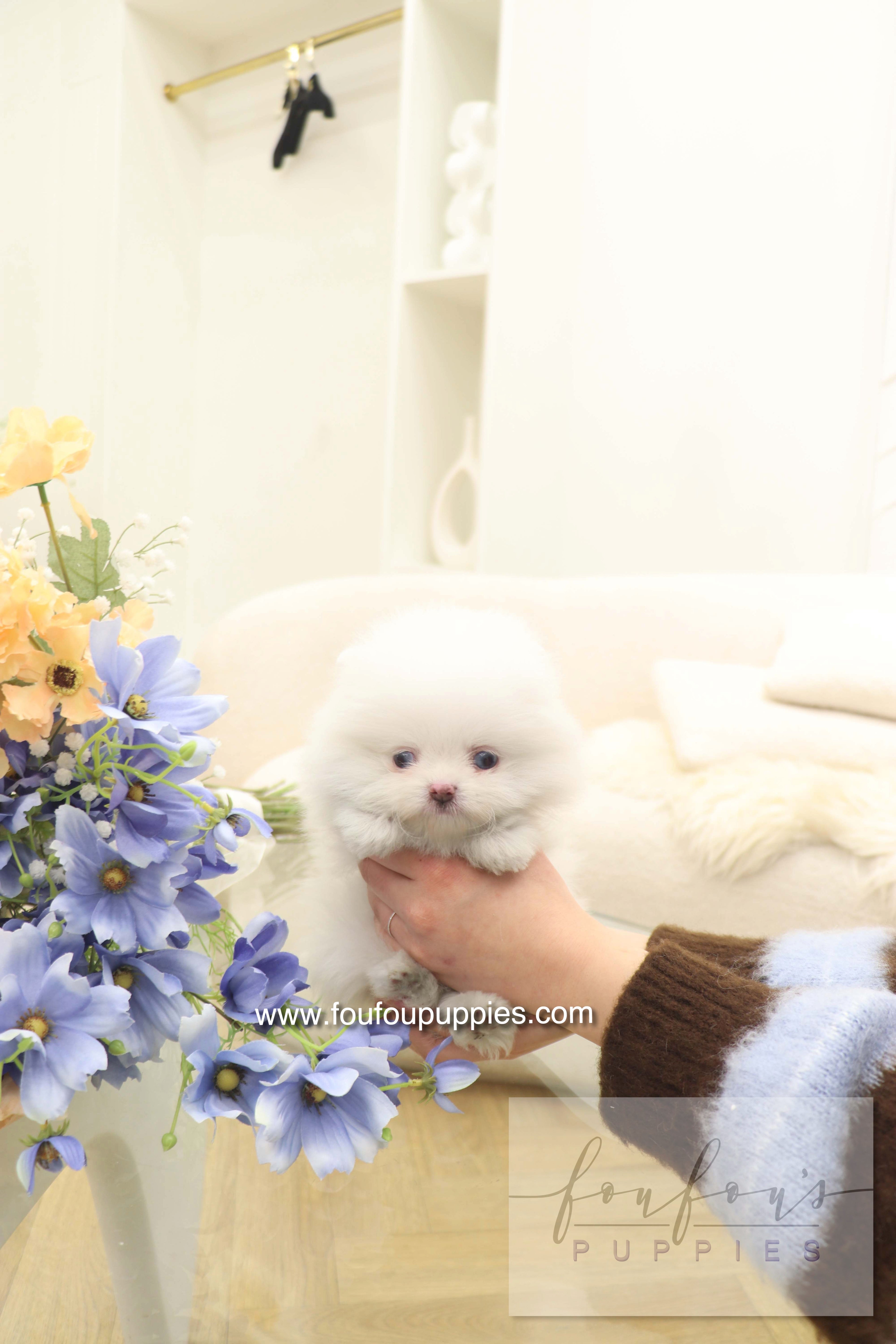 Azul - Pomeranian F.