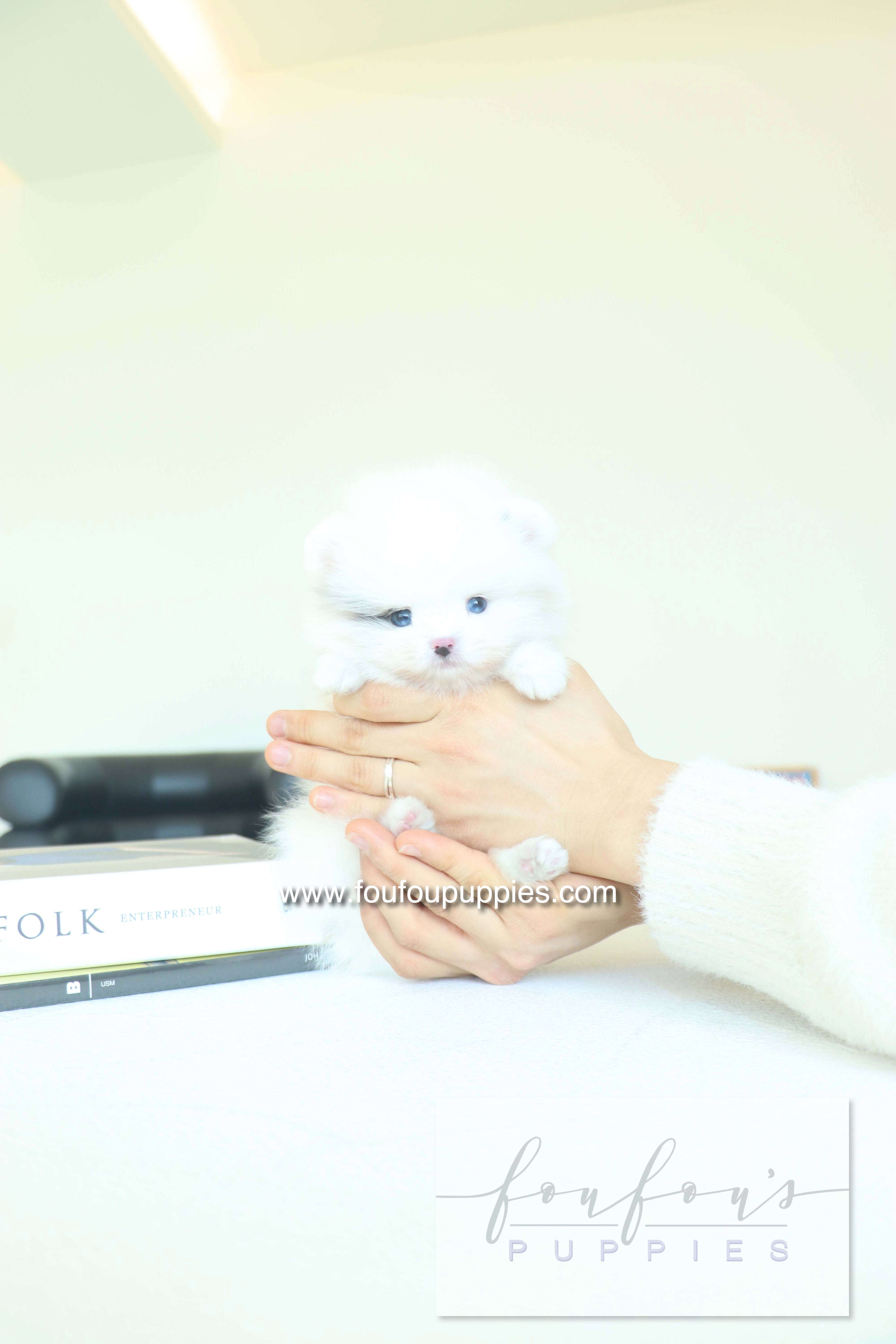 Caviar - Pomeranian M.