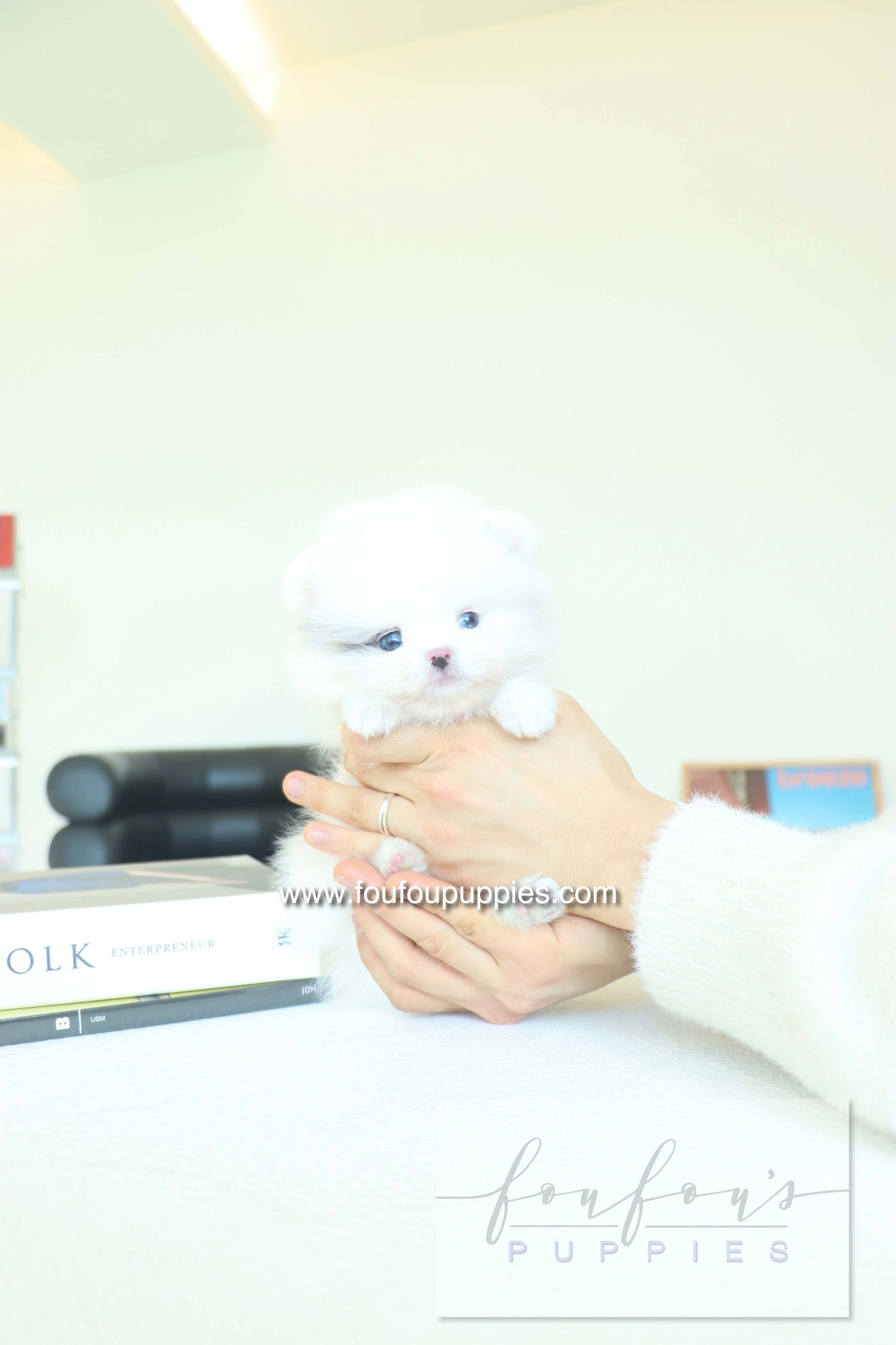 Caviar - Pomeranian M.