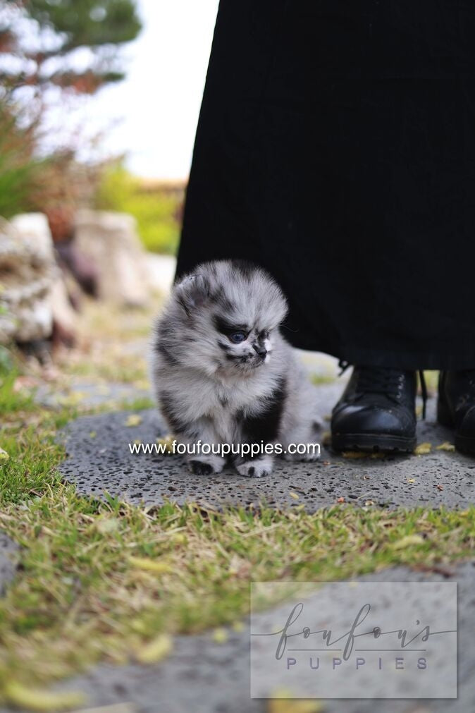 Bloom - Pomeranian M.