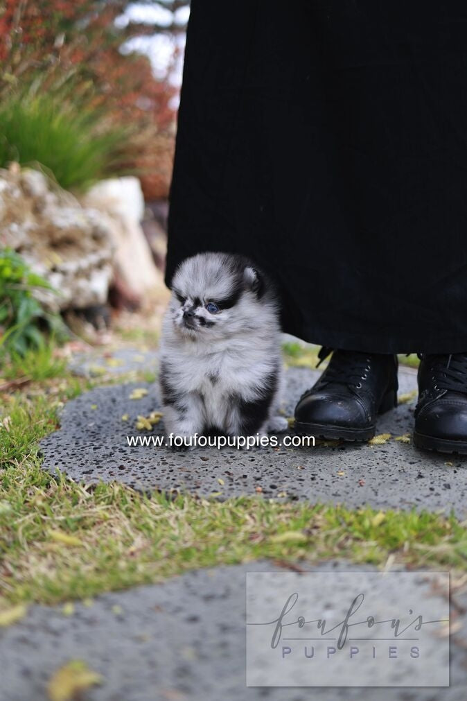 Bloom - Pomeranian M.