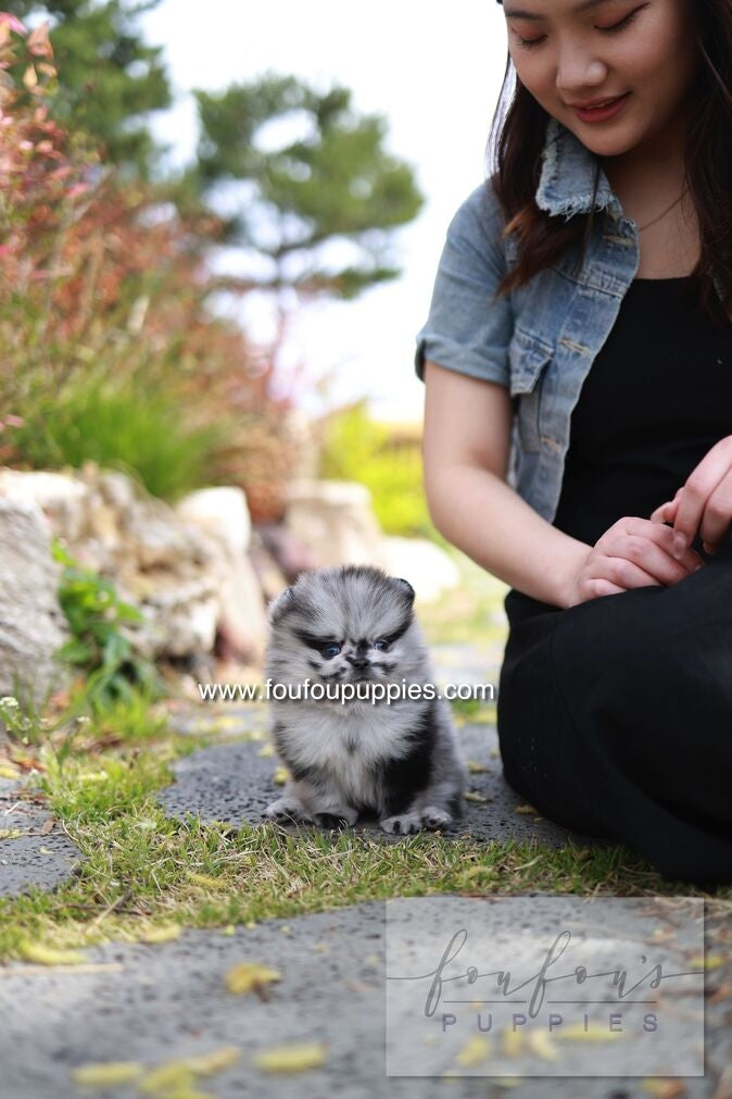 Bloom - Pomeranian M.
