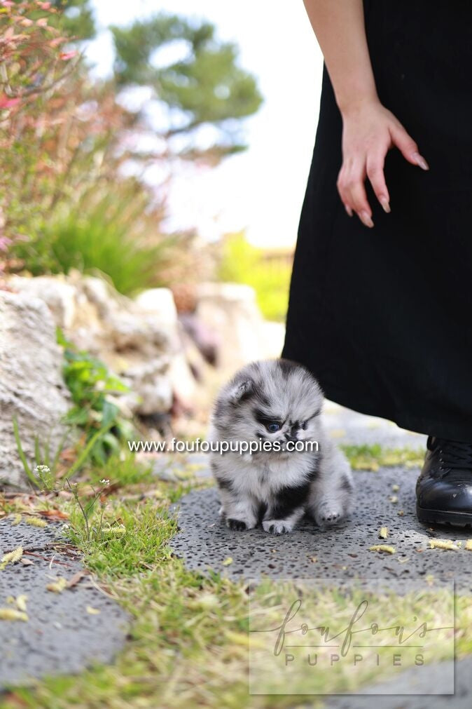 Bloom - Pomeranian M.