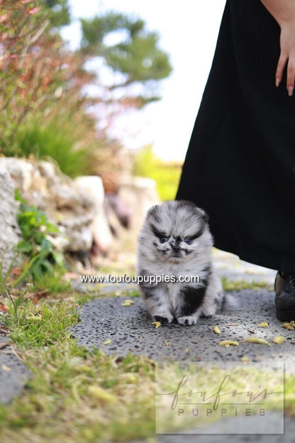 Bloom - Pomeranian M